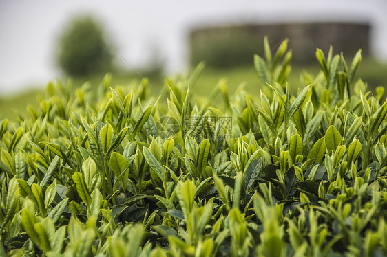 清明茶图片