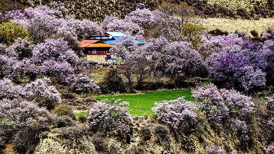 粉红小屋西藏林芝波密桃花背景