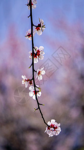 西藏林芝波密桃花图片