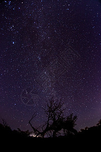 星空下的老树背景图片