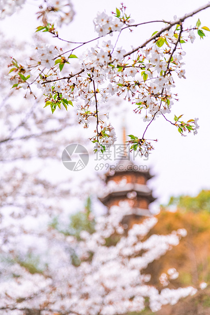 春天的樱花风景图片