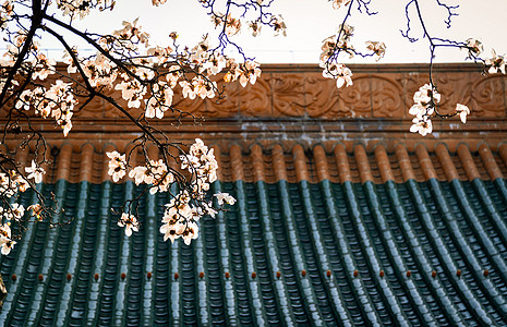 春天宫墙上的白玉兰花高清图片