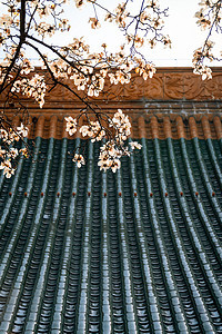 春天宫墙上的白玉兰花图片