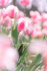 春天阳光下的郁金香图片