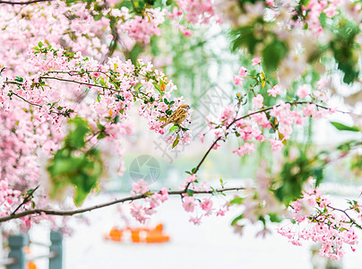 粉色春天春天的樱花风景背景