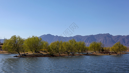 湖中心的柳树图片