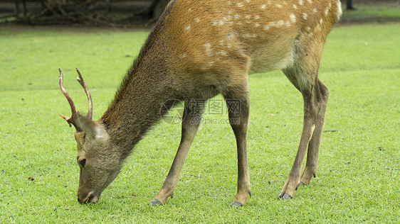 奈良小鹿吃草奈良公园草地日本旅游图片