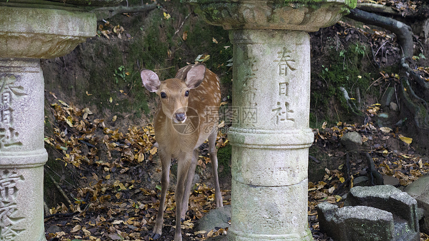 春日大社奈良小鹿日本旅游高清图片下载 正版图片 摄图网 春日大社奈良小鹿日本旅游高清图片下载 正版图片 摄图网