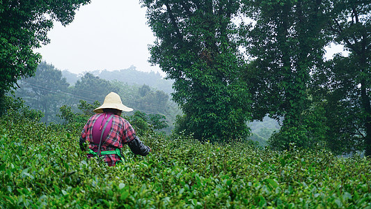 茶农采茶叶江苏常州江南图片