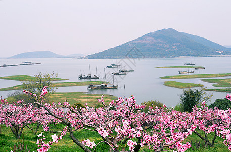 菊花海太湖边的桃林背景