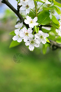 春天梨花图片