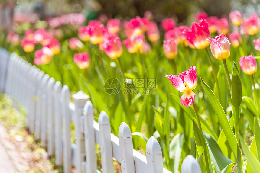 春天植物园里的郁金香图片