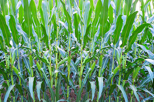 夏季玉米田图片