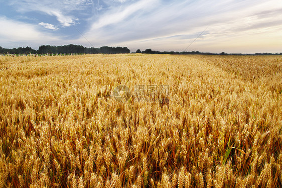 秋天金色小麦丰收图片