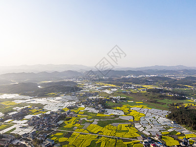 航拍乡村农田油菜花背景图片