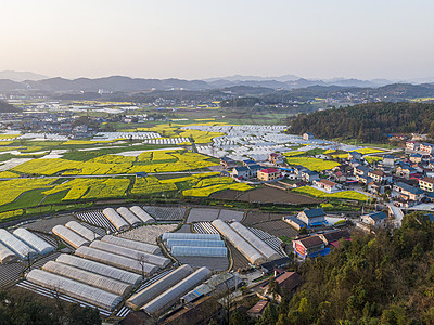 航拍乡村农田油菜花图片