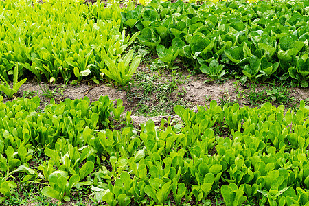 田地里的蔬菜图片