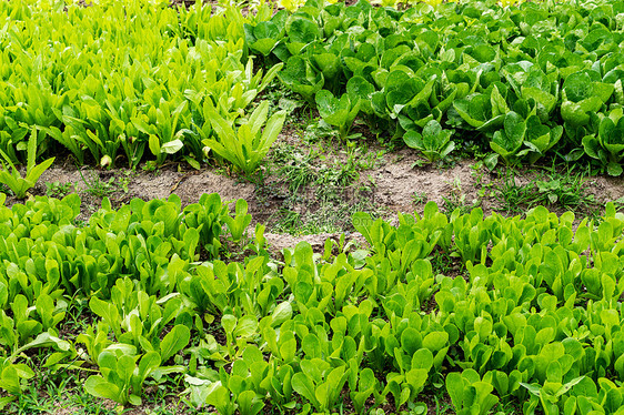 田地里的蔬菜图片