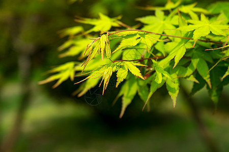 初春的枫叶自然高清图片素材