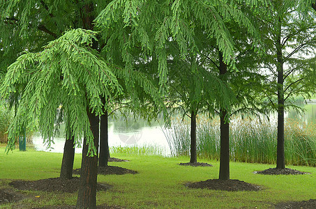 上海辰山植物园植物水杉背景图片