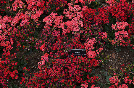 上海辰山植物园热带植物长寿花图片