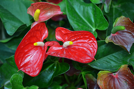 上海辰山植物园热带植物红掌图片