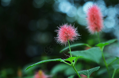 上海辰山植物园热带植物红穗铁苋菜图片