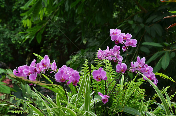 上海辰山植物园热带植物蝴蝶兰图片