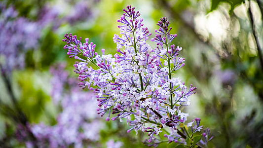 丁香花背景