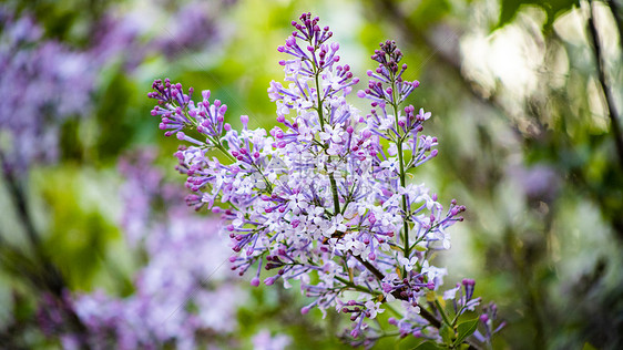 丁香花图片