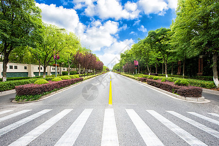 城市道路城市林荫大道背景