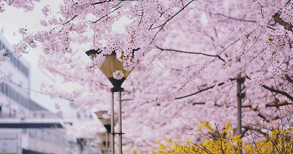 春季街景烂漫樱花街景背景