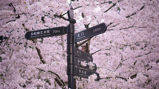 上海市虹口区鲁迅公园樱花与路牌文艺小清新图片
