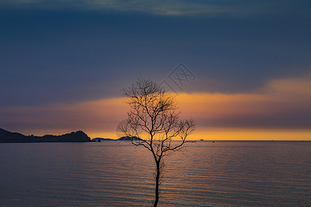 海边的树图片