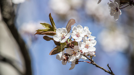 紫叶李花图片