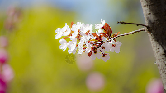 紫叶李花图片