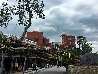 台风刮倒百年大树图片
