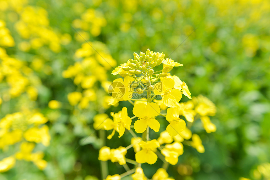 油菜花图片