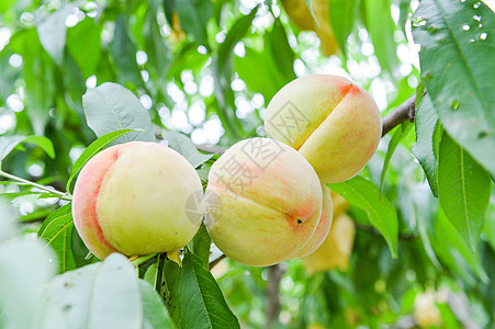 水果水蜜桃桃子果园高清图片