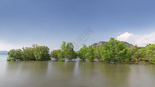 泰国甲米红树林森林运河图片