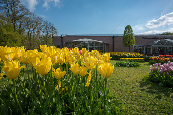 郁金香花园图片