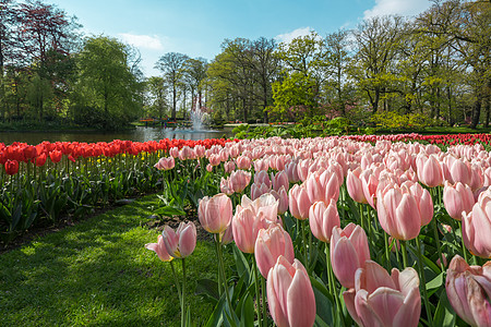 郁金香花园风景如画荷兰高清图片