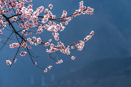 梅花素材 蓝色背景图片