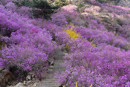 春季自然风光青岛大珠山杜鹃花背景图片