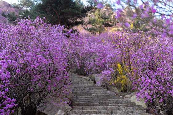 春季自然风光青岛大珠山杜鹃花图片