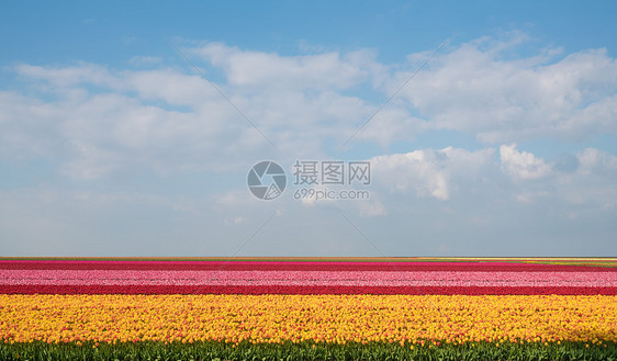 郁金香花海图片