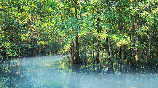 泰国甲米红树林图片