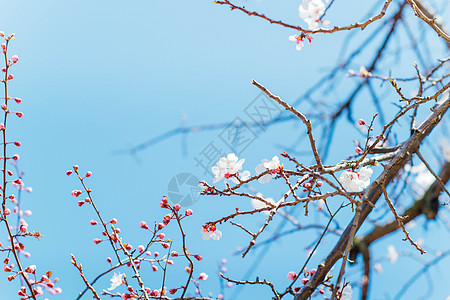 春天的樱花背景图片