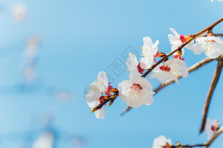 春天的白梅花图片