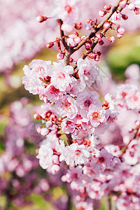 春天的多瓣樱花图片